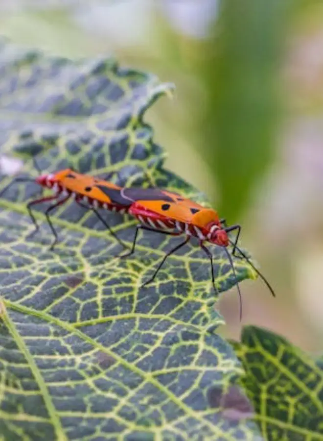 Biblical and Hinduism Meanings of Love Bugs