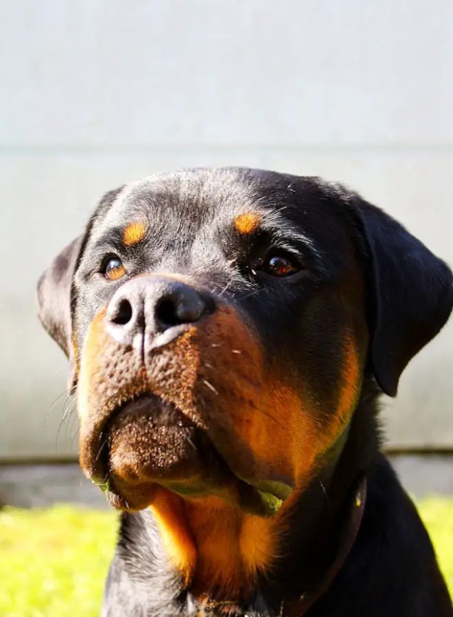 Biblical and Hinduism Meanings of Rottweilers