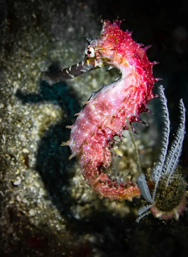 Biblical and Hinduism Meanings of Seahorse in Love