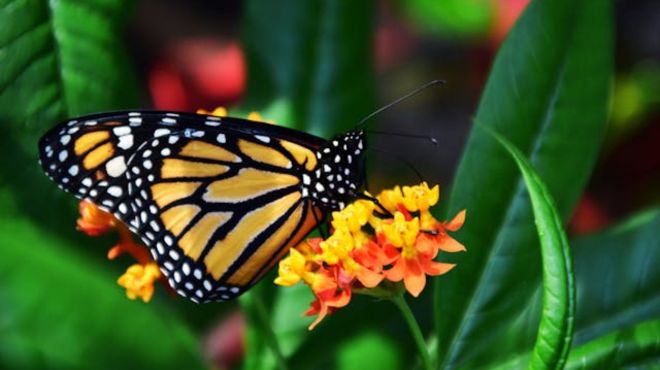 Black and Yellow Butterfly Spiritual Meaning