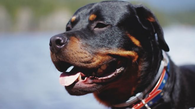 Rottweiler Spiritual Meaning : Loyalty