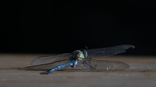 Spiritual Meaning of Dead Dragonfly