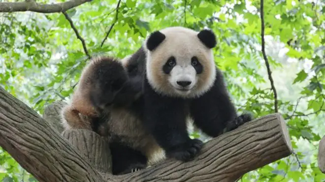 Spiritual Meaning of Panda : Gentleness
