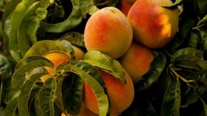 Spiritual Meaning of Peach Tree