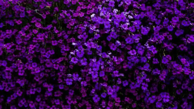 Spiritual Meaning of Purple Flowers