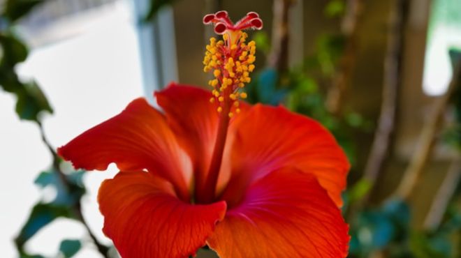 Spiritual Meaning of Red Hibiscus