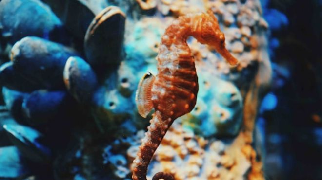 Spiritual Meaning of Seahorse Meaning in Love