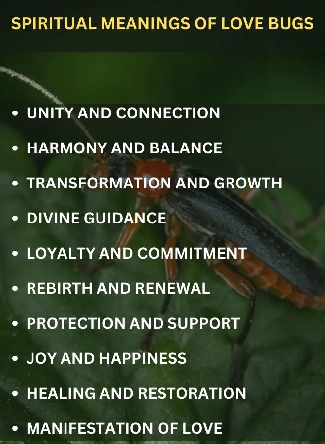 Spiritual Meanings of Love Bugs