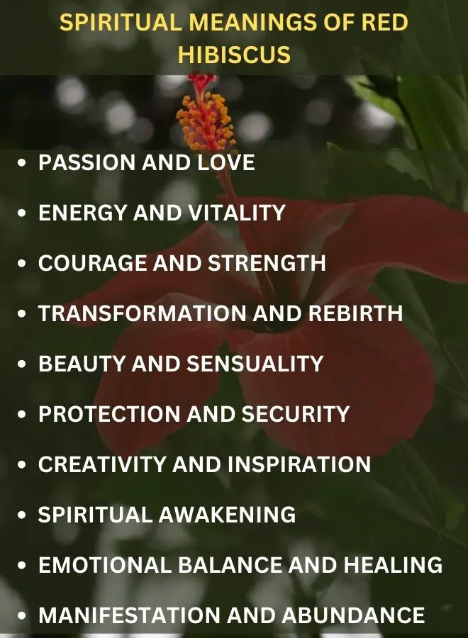 Spiritual Meanings of Red Hibiscus