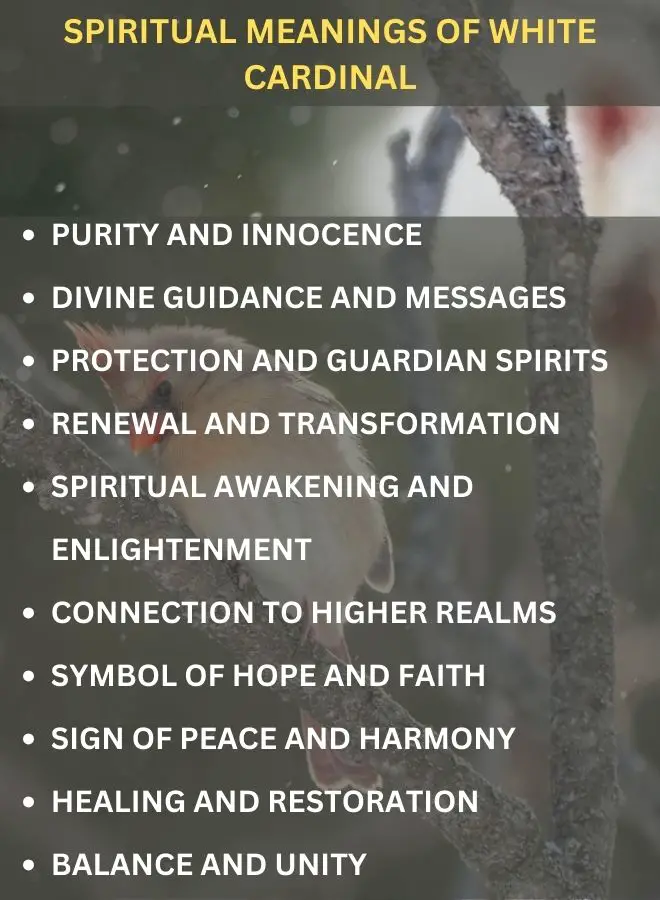 Spiritual Meanings of White Cardinal