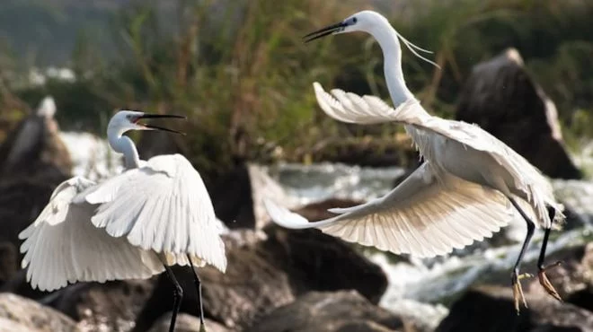 Two Birds Fighting Spiritual Meaning