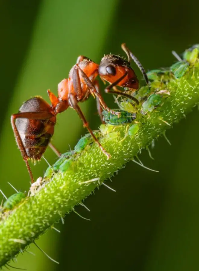 Biblical and Hindu Meanings of Red Ants in the House
