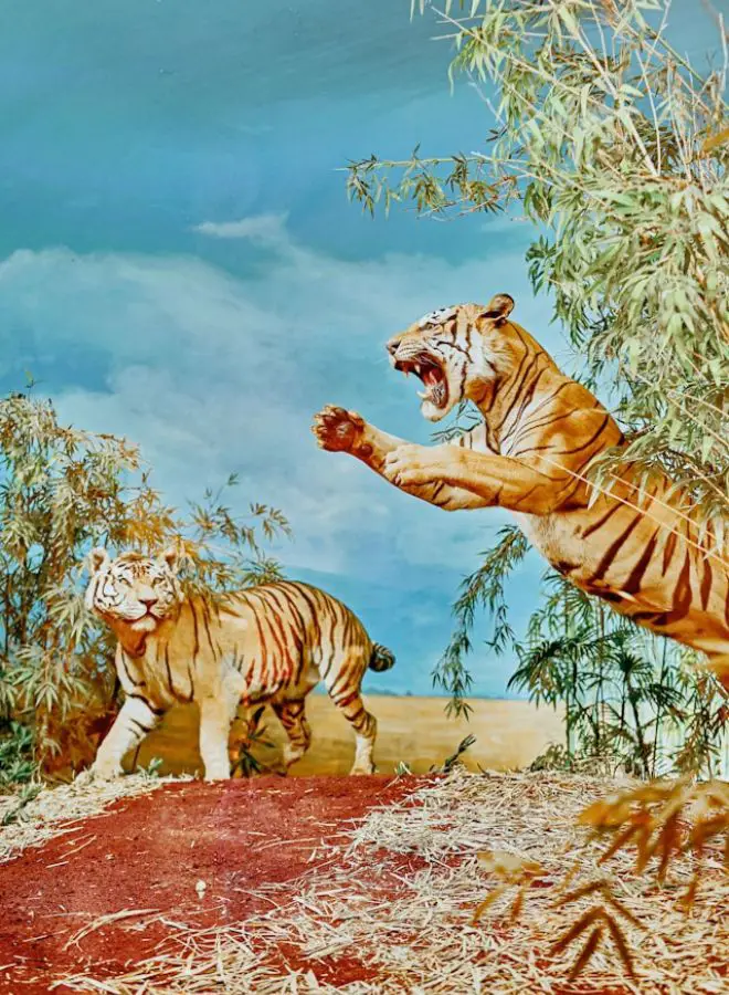 Biblical and Hindu Meanings of Tiger Attack