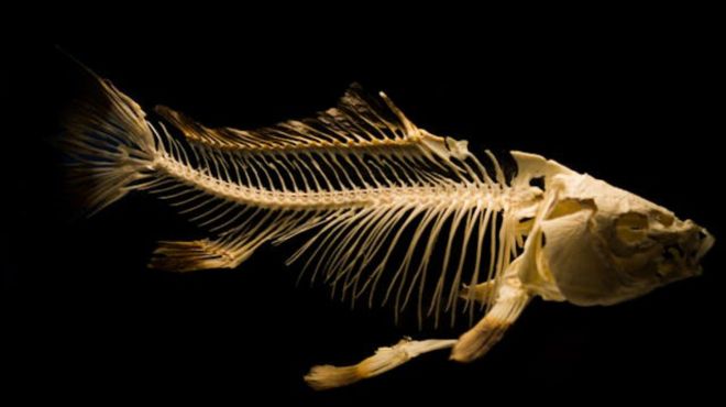 Spiritual Meaning of Fish Bone