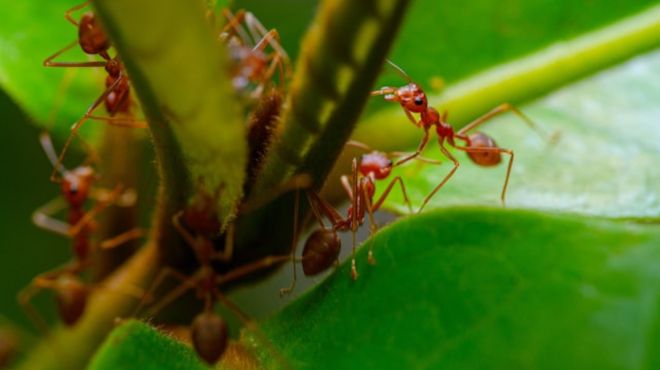 Spiritual Meaning of Red Ants in the House