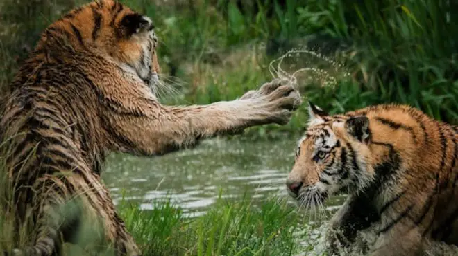 Spiritual Meaning of Tiger Attack