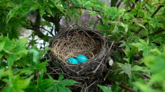 What Does It Symbolize Spiritually When Birds Build a Nest In Your House?