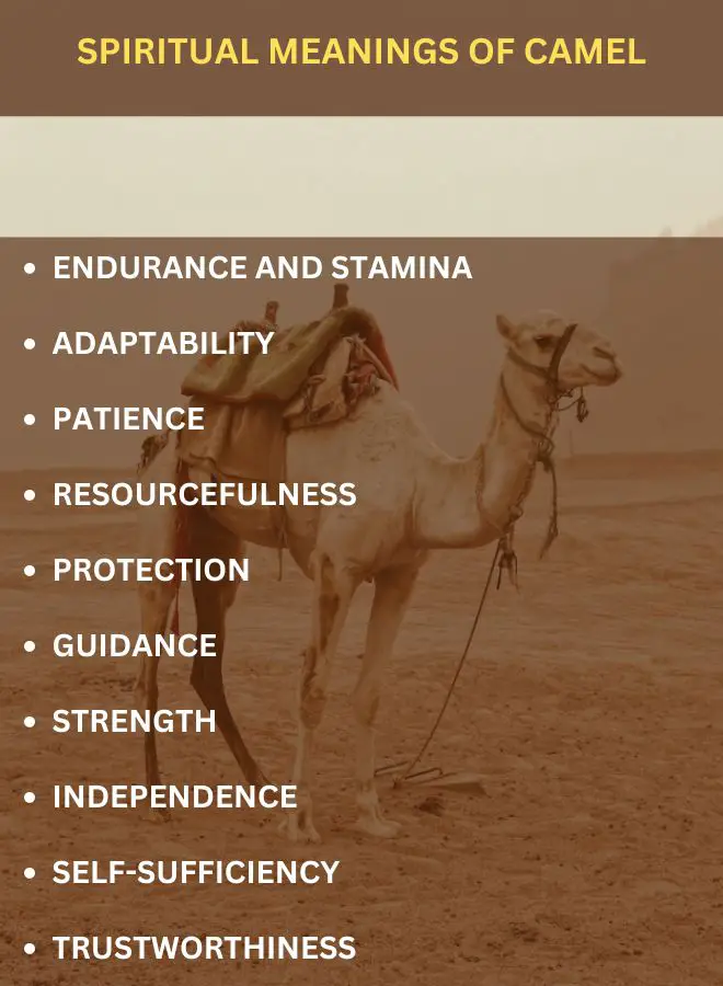 Spiritual Meanings of Camel