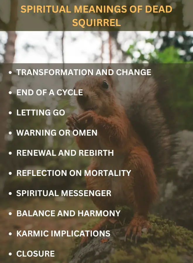 Spiritual Meanings of Dead Squirrel