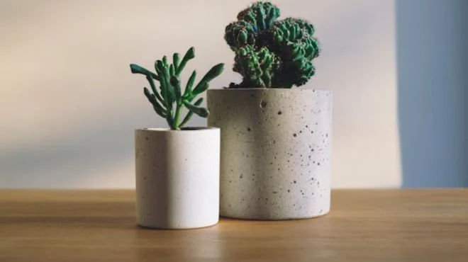 What Does Having Green Plants in Pots Symbolize Spiritually? Unveiling Their Deeper Meaning!