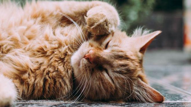 What Does It Mean Spiritually When a Cat Cries at Night? Explained Guide!