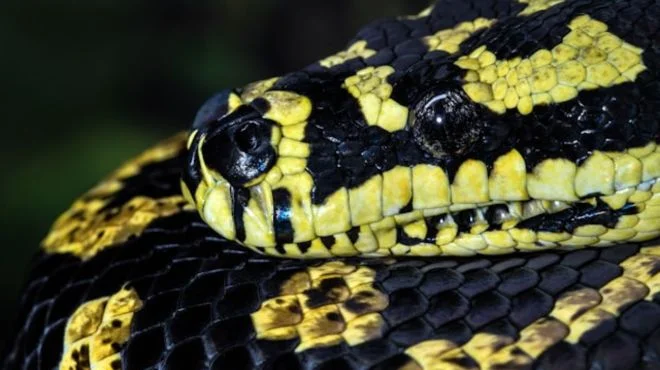 What Does Seeing a Yellow and Black Snake Mean Spiritually? Explained Guide!