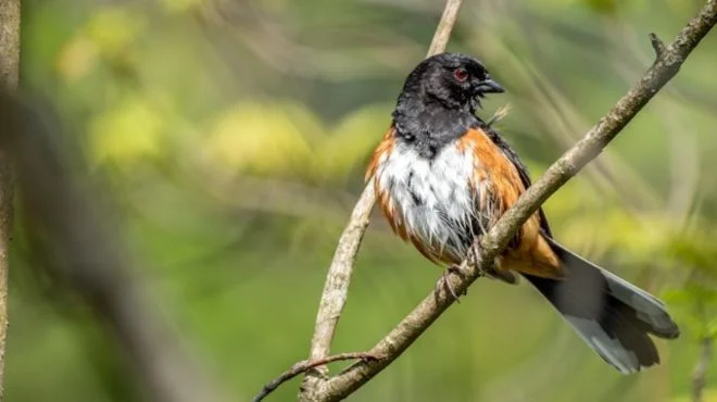 What Does Seeing an Eastern Towhee Mean Spiritually? Must Know This!