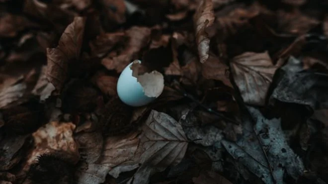 What Does a Broken Egg Mean Spiritually? Must know this!
