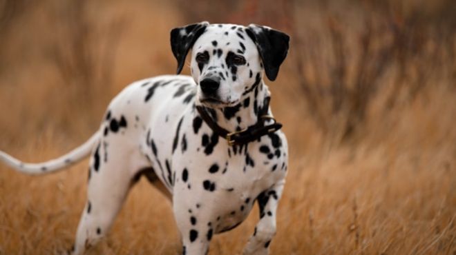 What Does a Dalmatian Dog Mean Spiritually? Explained Guide!