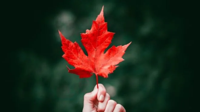 What Does a Red Leaf Mean Spiritually? Explained Guide!