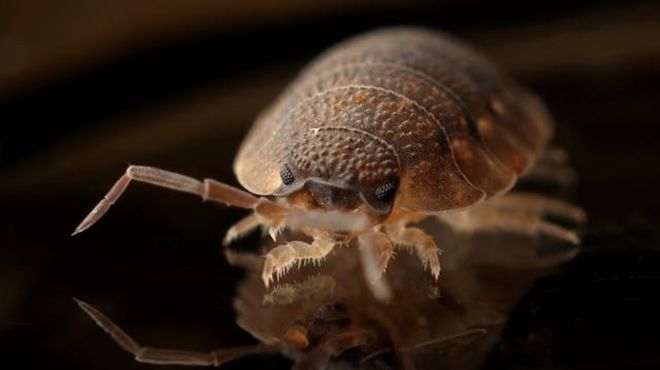 What do bed bugs mean spiritually? Explained Guide!