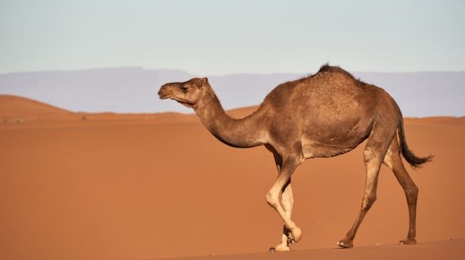 What does seeing a camel mean spiritually? Insights Unveiled!