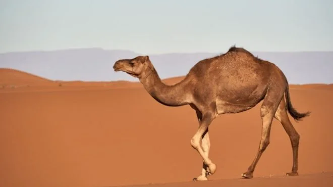 What does seeing a camel mean spiritually? Insights Unveiled!