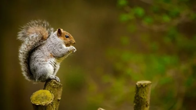 What does seeing a dead squirrel mean spiritually? Explained Guide!