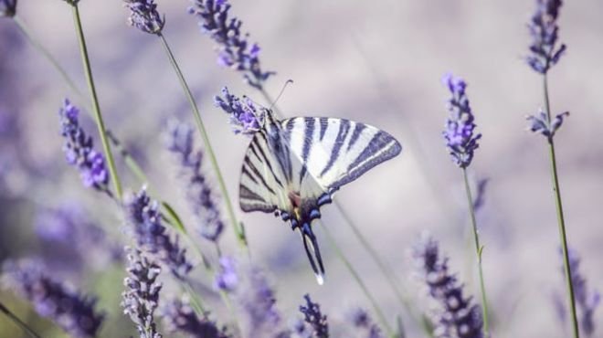 White Spotted Purple Butterfly Spiritual Meaning